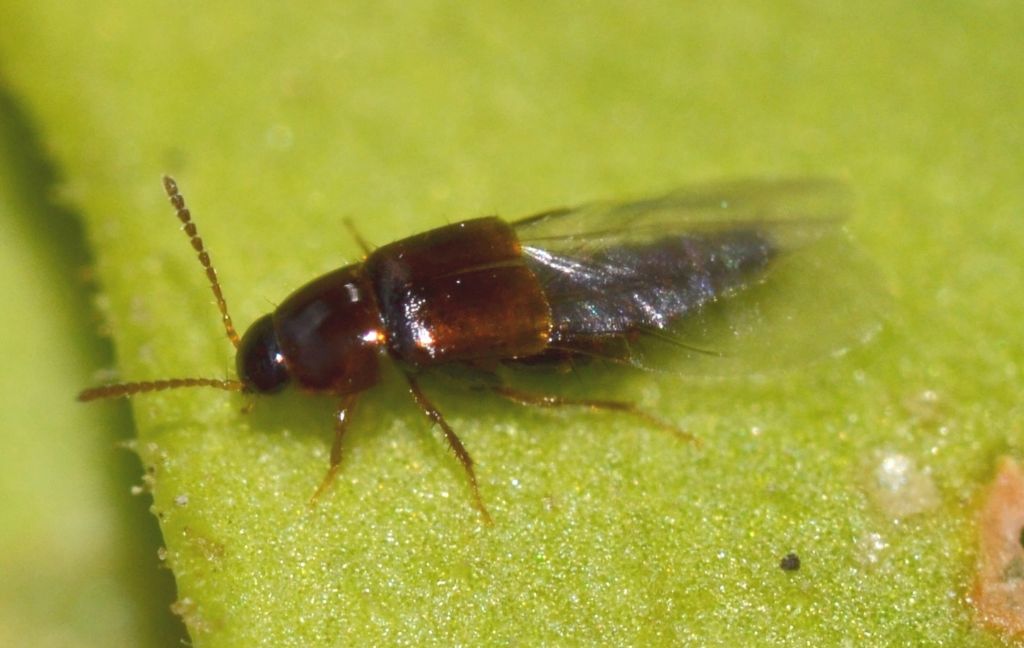 Staphylinidae: Tachinus sp. (cf.)